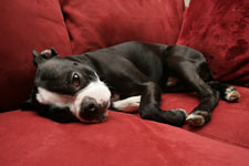 Boston Terrier Dog Breed