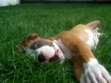 Boxer Dog Breed