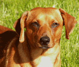 Dachshund Dog Breed