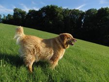 Golden Retriever Dog Breed