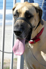 Great Dane Dog Breed